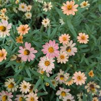 ジニア（百日草）の画像