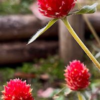 センニチコウ,センニチコウ,近所の公園の画像