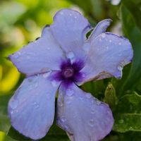 ニチニチソウ,雨粒,青い花マニア,チーム・ブルー,水曜日は水色の画像