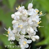 ギョウジャニンニク,八重咲きドクダミ,ヤブミョウガ,ハルザキシュウメイギク,アネモネヴァージニア（春咲きシュウメイギク）の画像