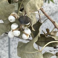 ナンキンハゼ,ナンキンハゼ,#最前線のあなたへ,明日はきっと良い日になる,今日を良い日にの画像