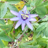 トケイソウ,ご近所散歩の画像