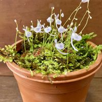 ウサギゴケ,ミミカキグサ,食虫植物,長く放置,庭の画像