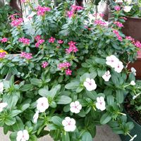 ニチニチソウ,ベランダの画像