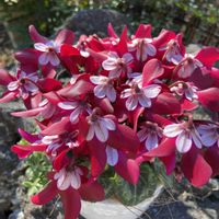 イベリス,プリムラ　ジュリアン,花のある暮らし♡,シクラメンジックス,お花はみんな綺麗✨の画像