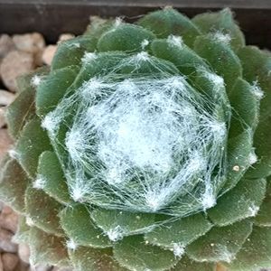 多肉植物,ベランダガーデン,可愛い,白い花,癒しの画像