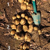 ジャガイモの画像