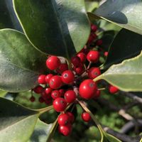 クロガネモチ,ガーデニング,庭木,緑のある暮らし,植物のある暮らしの画像