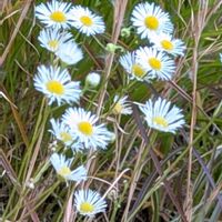 ヒメジョオン,散歩道,山野草,癒し,花のある暮らしの画像