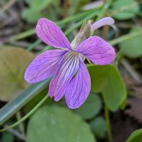 スミレ,パンジー,アキノタムラソウ,コスミレ,ヒゲコスミレの画像