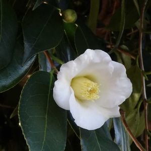 ツバキ 白侘助,茶花,植栽,ツバキ科,東京都農林総合研究センターの画像