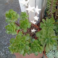 福兎耳,三時草,アエオニウム レモネード,多肉植物,アオエニウムの画像