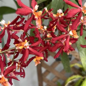 オンシジウム,オンシジウム,オンシジウム シャーリーベイビー,オンシジウムチャーレスウオーシー,オンシジウム　ハステイラビウムの画像