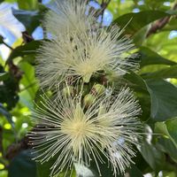 サガリバナの画像