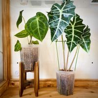 アロカシア・アマゾニカ,アンスリウム  クリスタリナム,観葉植物,成長記録,葉っぱ好きの画像