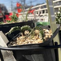 フリージア,フリージア ヴィリディス クリスピフォリア亜種,トラキアンドラ トルチリス,スピロキシネ　カペンシス,パウリディア・カペンシスの画像