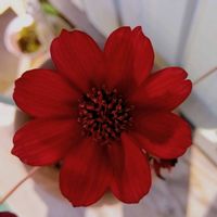 コスモス,コスモス,チョコレートコスモス,チョコレートコスモス,マムダチ♡の画像