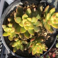 セダム,多肉,オウレイ,月の王子の画像