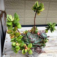 癒される,暴れ多肉,no green no life,癒し空間,多肉のある暮らしの画像