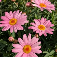 マーガレット,マーガレットローリー,日向ぼっこ,ありがとう❤️,優しい色の画像