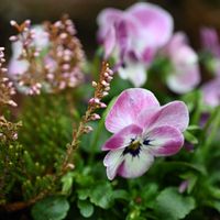 カルーナ,ヒース,ビオラ　おかめももかの画像