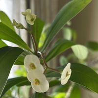 ハナキリン,ハナキリン,白花,マダガスカル原産,トウダイグサ科の画像