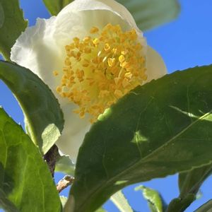 チャノキ,チャノキ,茶の木の花,チャノキ(茶の木),チャノキ(茶の木)の画像