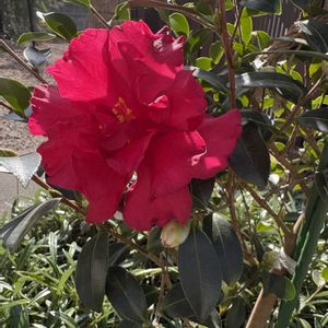 テラス,ベランダ,玄関アプローチ,庭,玄関内側の画像