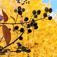 サルスベリ,イチョウ,ナンキンハゼ,小さな公園,初見参の画像