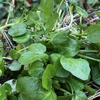 クレソン,お出かけ先にて,寒冷地,冷たい川の画像