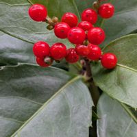 センリョウの画像