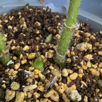 ホトトギスの画像