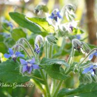 ボリジ,バラ  フラワーガール,ガイラルディア グレープセンセーション, クリスマスリース,クリスマスツリー♡の画像