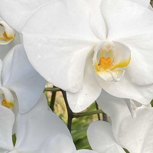 胡蝶蘭,胡蝶蘭（こちょうらん）,iphone11の画像