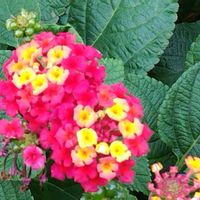 ランタナの画像