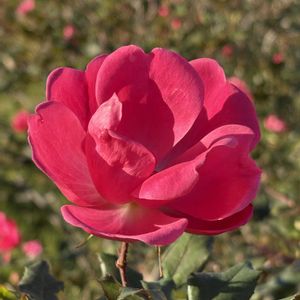 バラ,バラ,バラ,バラ,クリスマスツリー♡の画像