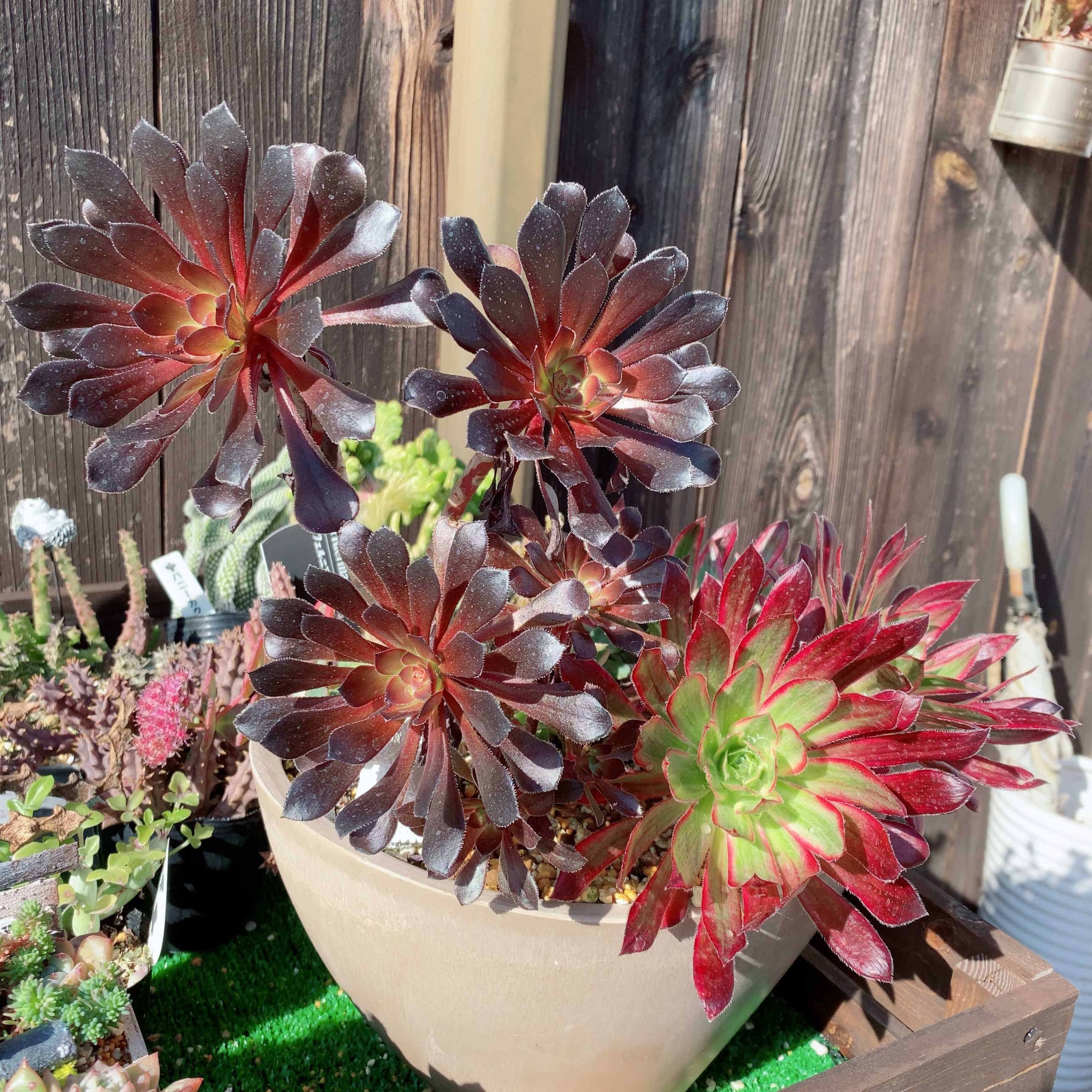 多肉箱庭の投稿画像一覧｜🍀GreenSnap（グリーンスナップ）