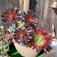 多肉植物,多肉植物寄せ植え,多肉大好き,多肉箱庭,アエオニウム属の画像