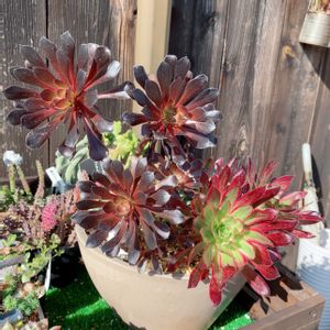 多肉植物,多肉植物寄せ植え,多肉大好き,多肉箱庭,アエオニウム属の画像