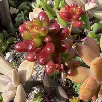 虹の玉,多肉植物の地植えの画像