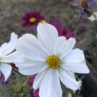 コスモス,ナデシコ,少し離れた公園の画像