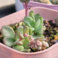 エケベリア,ラウリンゼ,桃太郎,デントラチェムの画像