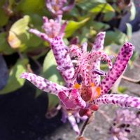 ホトトギス,ホトトギス,草花,ホトトギス(杜鵑草),散歩の画像