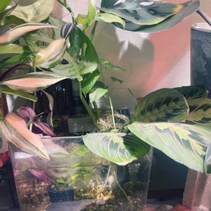 マランタ・レウコネウラ,ズボラな水耕栽培,観葉植物,水耕栽培,クズウコン科 の画像