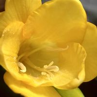 フリージア,フリージア,黄色い花,癒し,イエローの画像