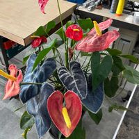 アンスリウムの画像