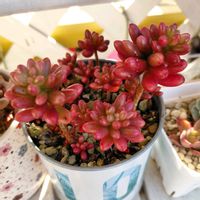 虹の玉,虹の玉,多肉植物,紅葉する多肉の画像
