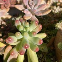 乙女心,多肉女子,ぷくぷく,かわちいの画像