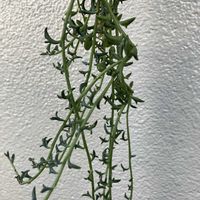 ハートカズラ,ドルフィンネックレス,多肉植物の画像