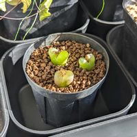 コノフィツム マウガニー,コノフィツム属,今日の一枚,珍奇植物,メセン類の画像